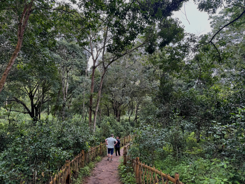 Подлесный чай: сокровище леса в вашей чашке|Статьи о чае