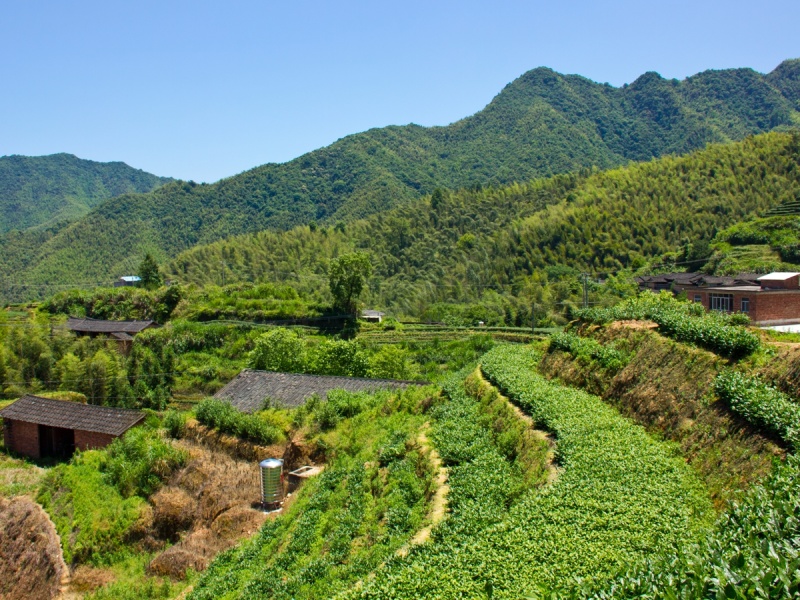 Что такое террасный чай: уникальный вкус горных плантаций|Статьи о чае
