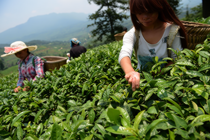 Фото Чайная деревня Бангай (Мэнку)