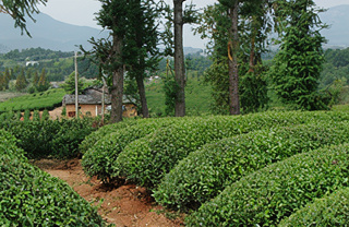 Картинки Уишань - горы чая!