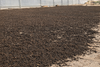 Фото Красный чай Шайхун из деревни Маньцзинь в горах Мэнсун