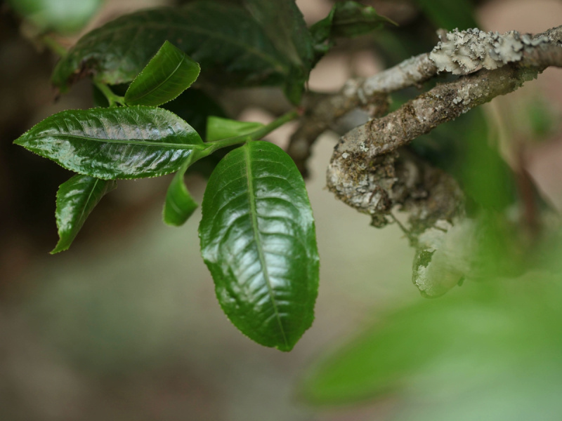 Мэнку Даечжун|Статьи о чае