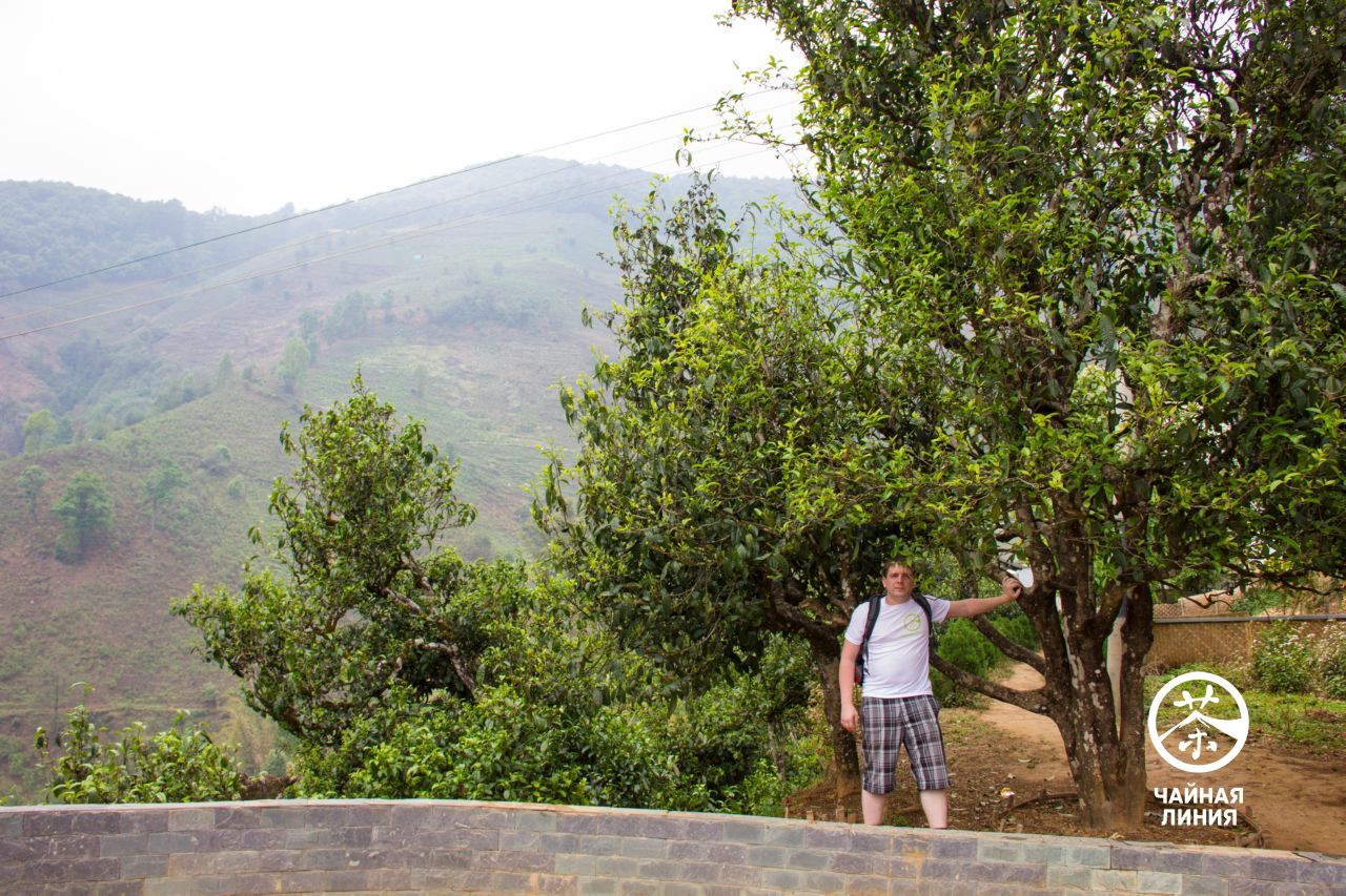 Старые чайные деревья в горах Биндао